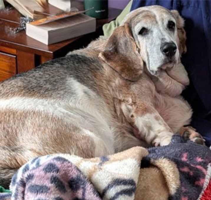 Photo of PETUNIA