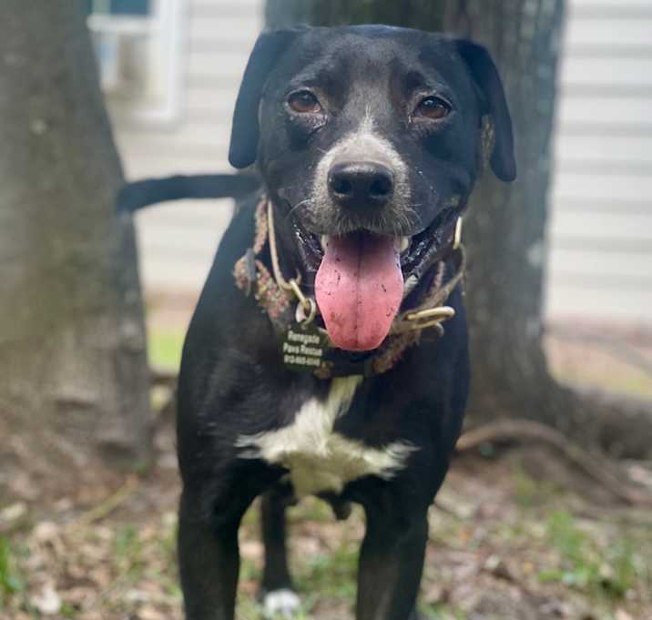 Photo of Ebony the Cow