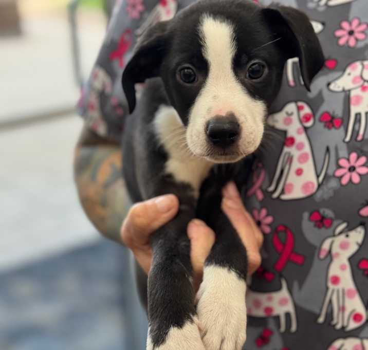 Photo of YORK-Stray-13200