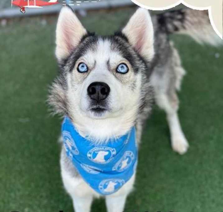 Photo of Cali (84)