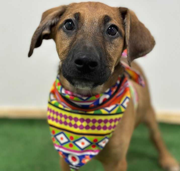 Photo of Romeo