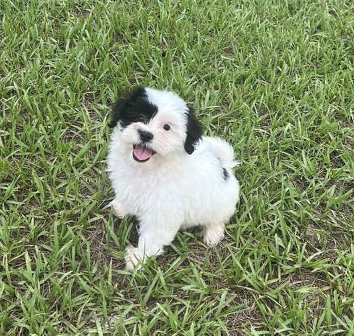 Photo of Bella