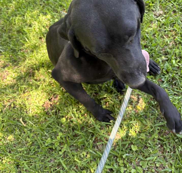 Photo of Oreo