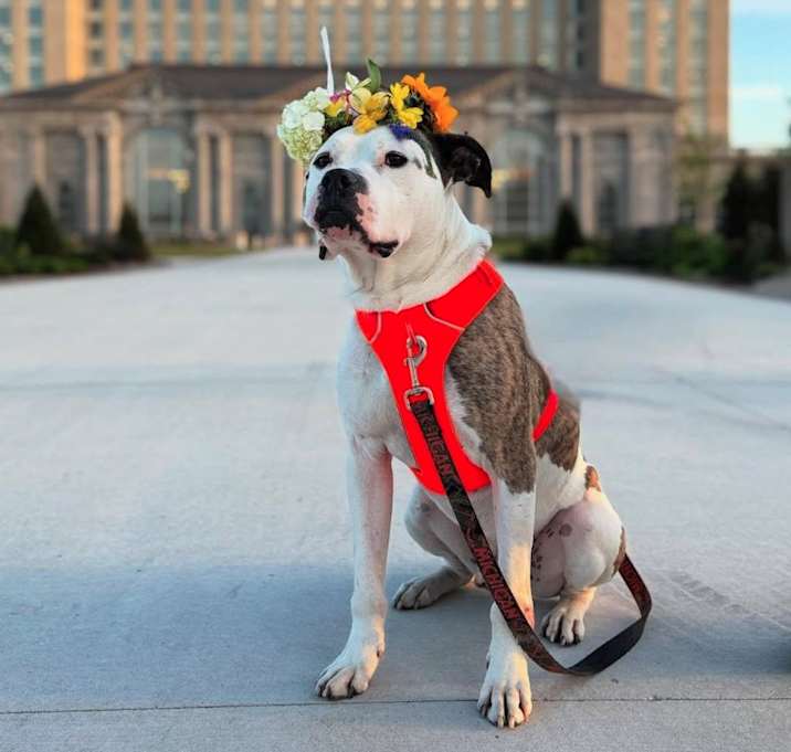 Photo of Rufus