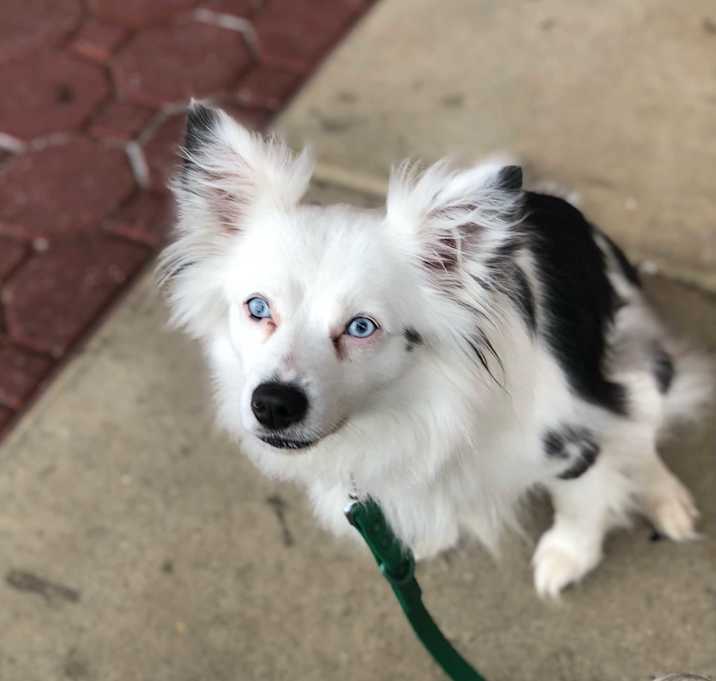 Photo of Luna