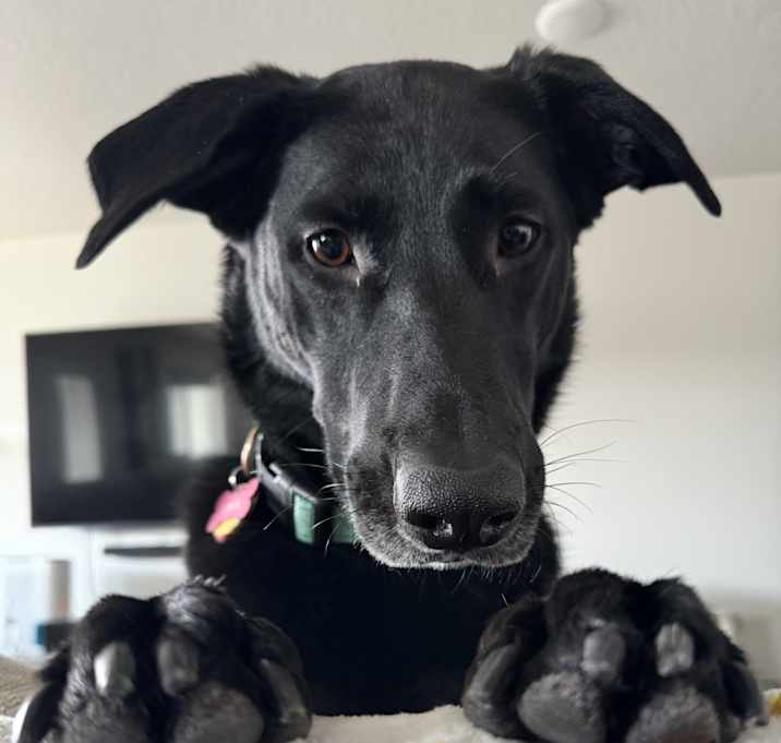 Photo of Willow