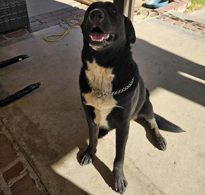 Photo of Lady