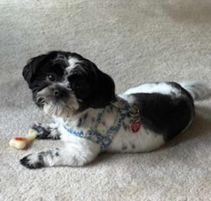 Photo of OREO