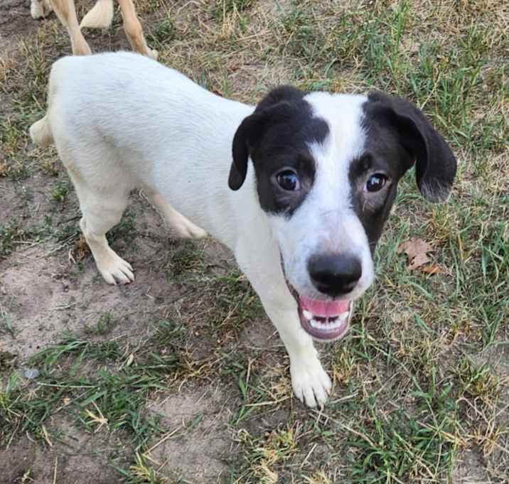 Photo of Willow