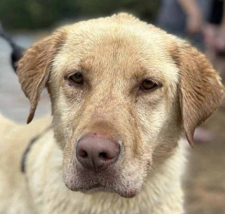 Photo of Vanilla Bean Yellow Lab.