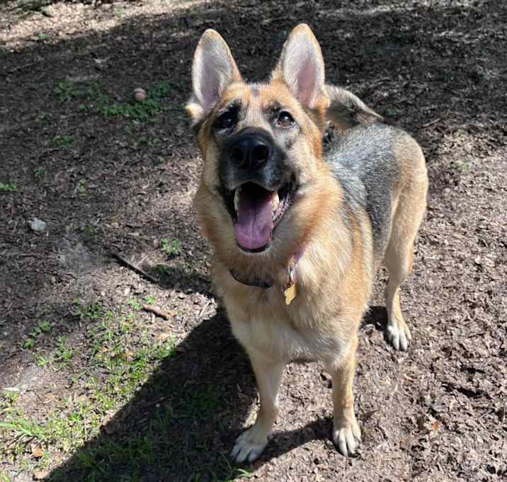 Photo of Nala