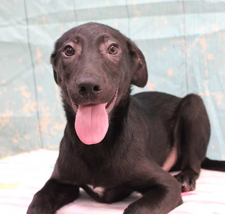 Photo of Loki
