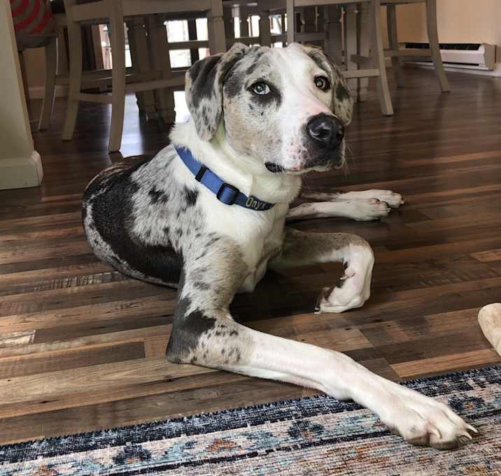 Photo of Onyx