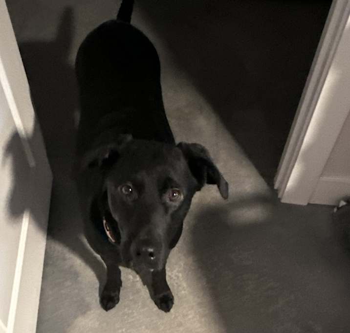 Photo of Sadie