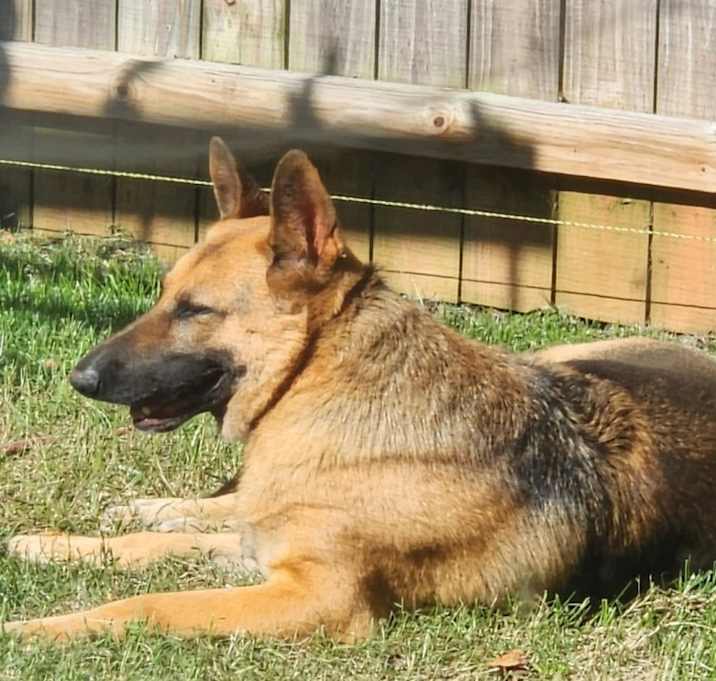Photo of Maple