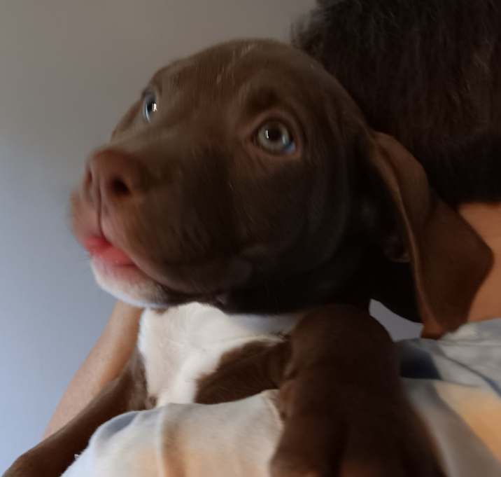 Photo of Puppy