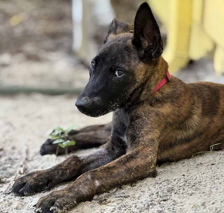 Photo of Ash - Located in Florida