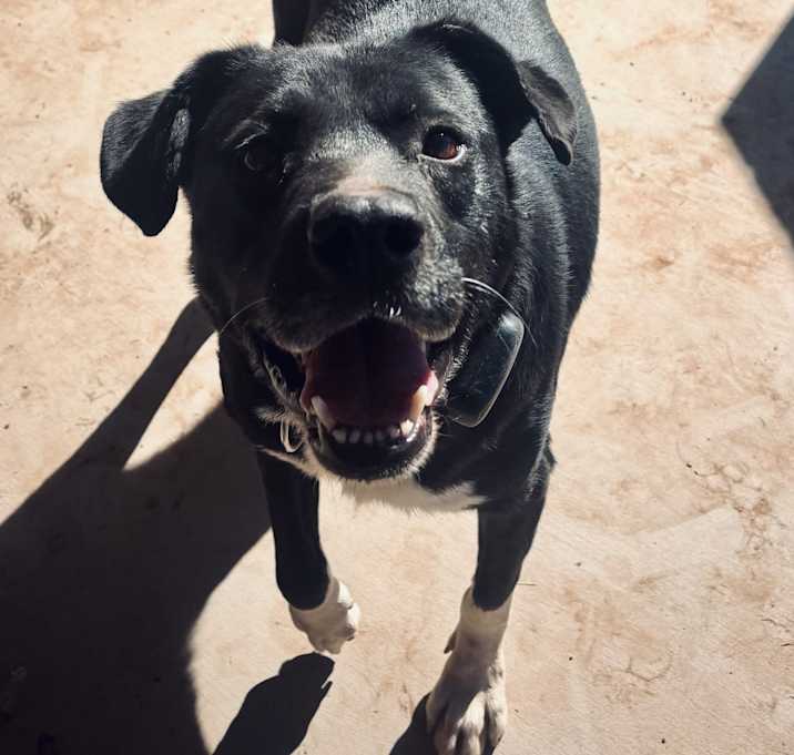 Photo of Koa
