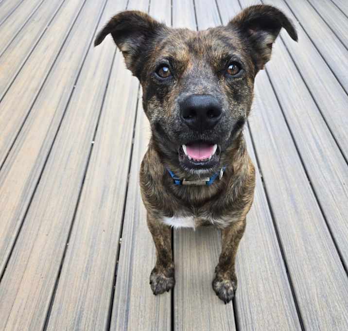 Photo of Barney