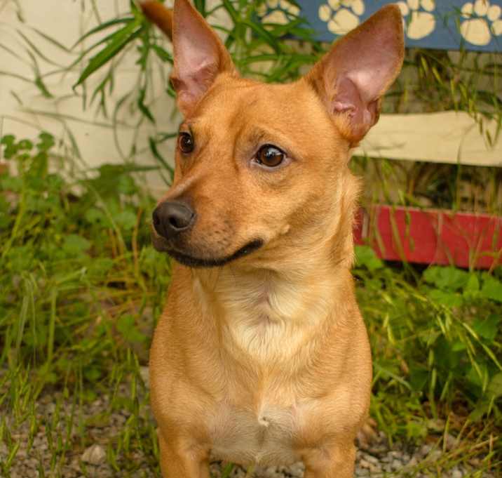 Photo of Scrappy
