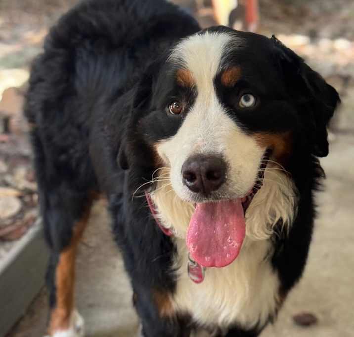Photo of Odin