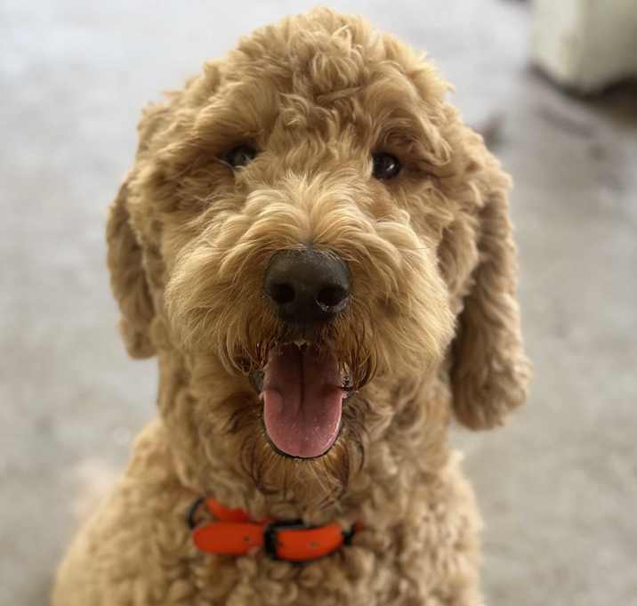 Photo of Harley