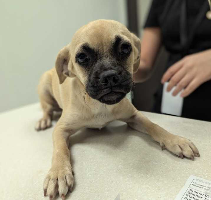 Photo of Pugsley