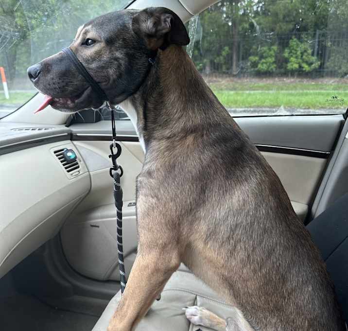 Photo of Ranger