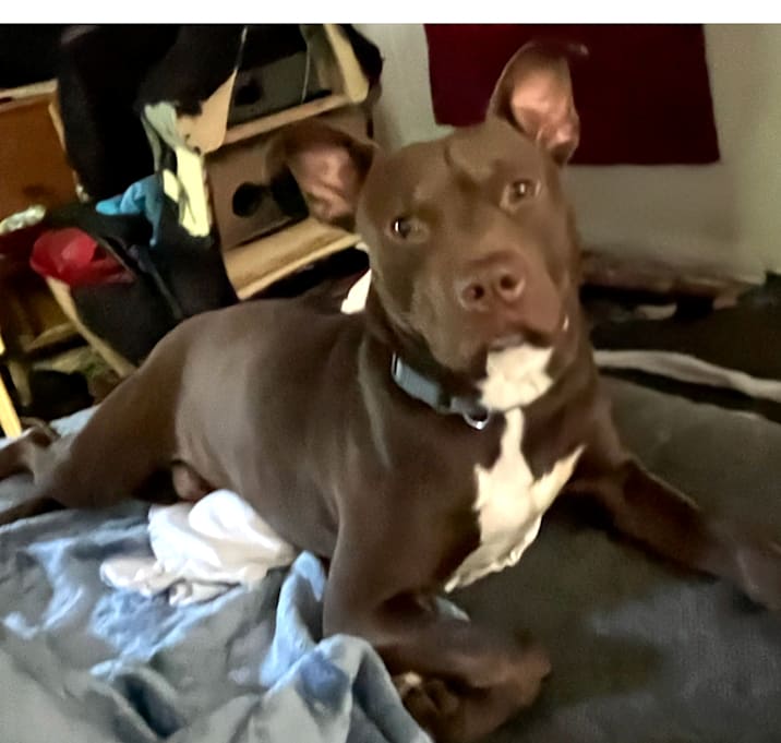 Photo of Brownie