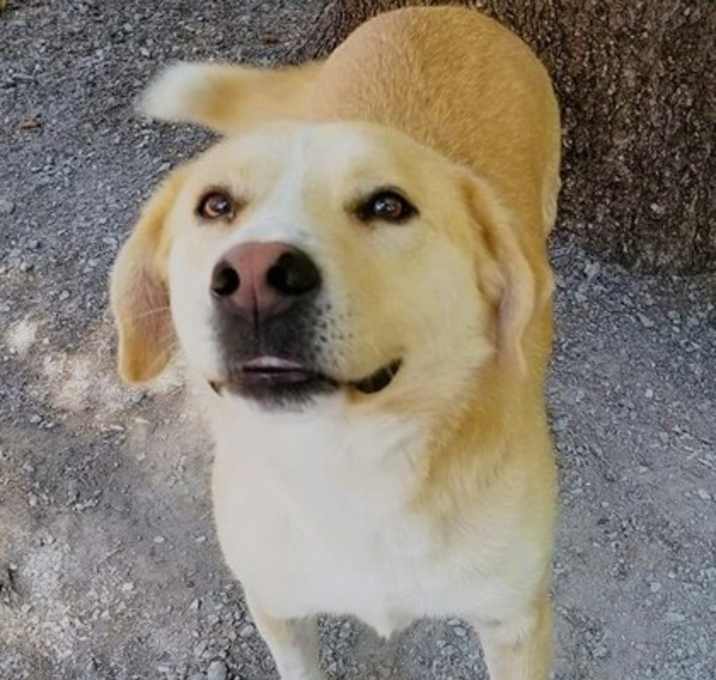 Photo of Bear