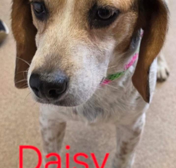 Photo of Daisy