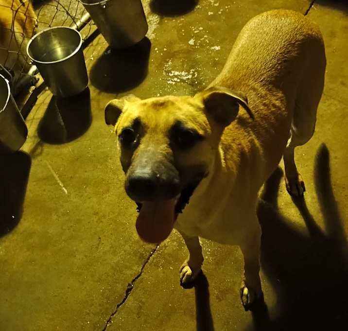 Photo of Ziggy
