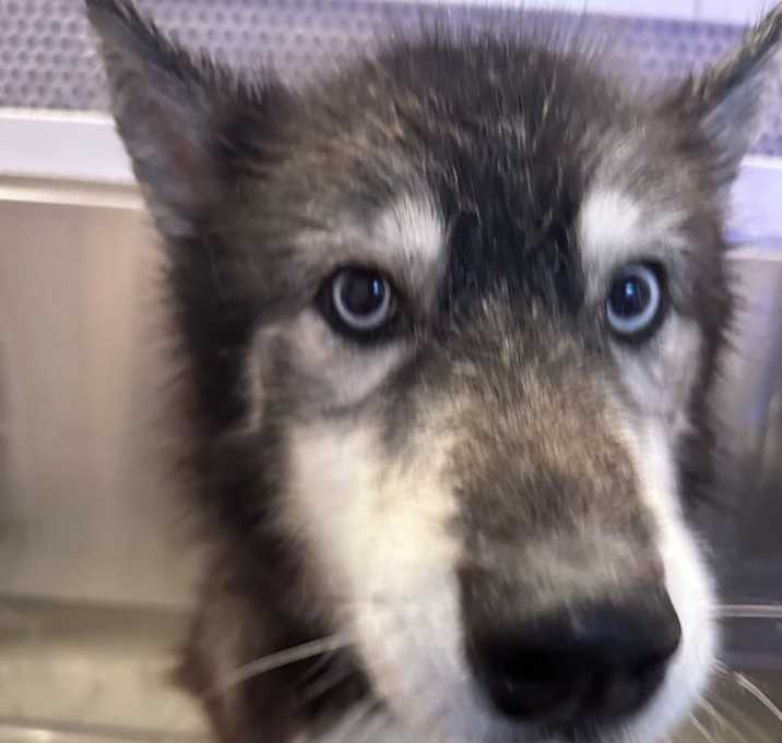 Photo of Koda