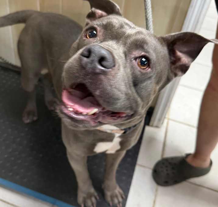 Photo of Harvey Wallbanger