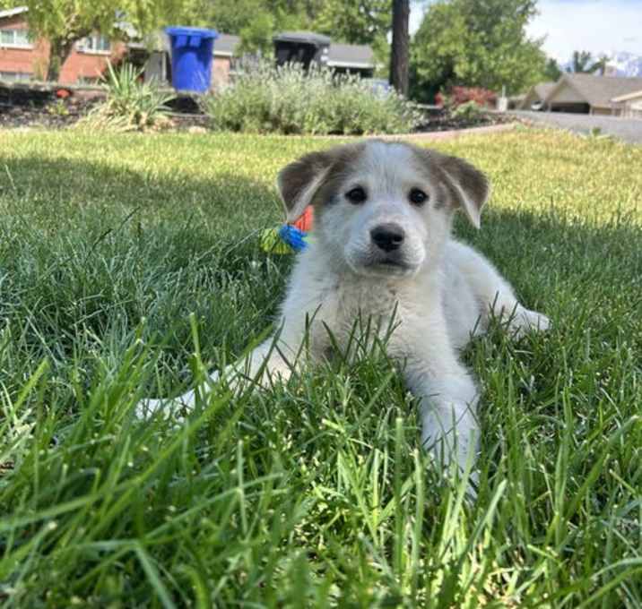 Photo of Lil' Brother