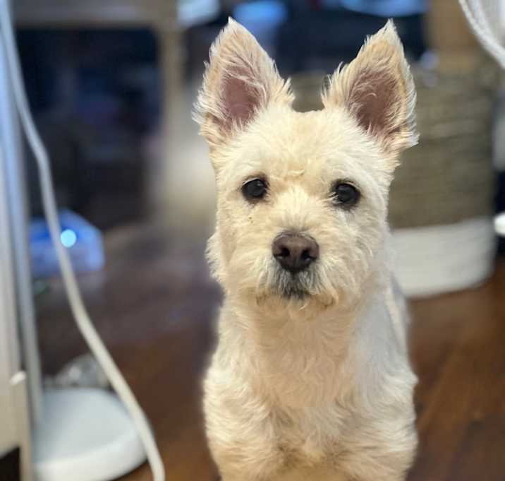 Photo of Lily