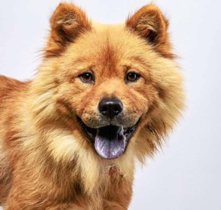 Photo of Nova