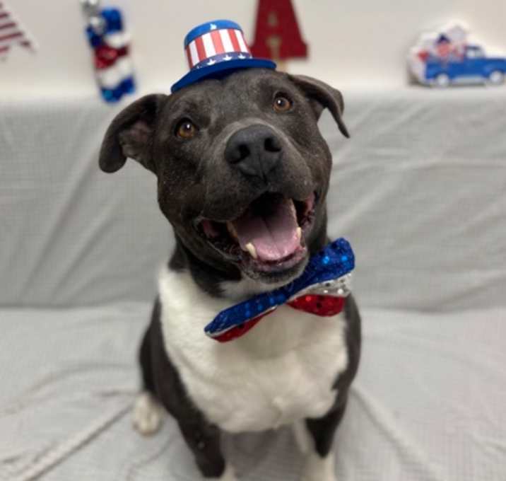 Photo of Dodger