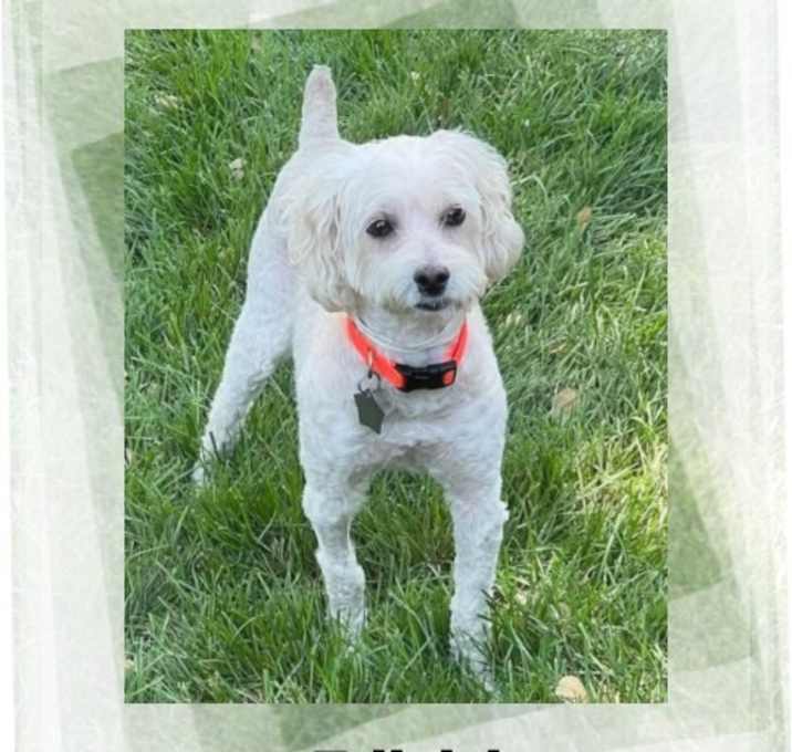 Photo of Tallulah - IL