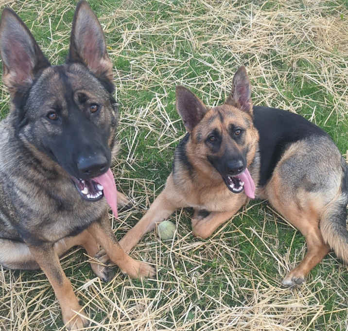Photo of Rosie and Coco