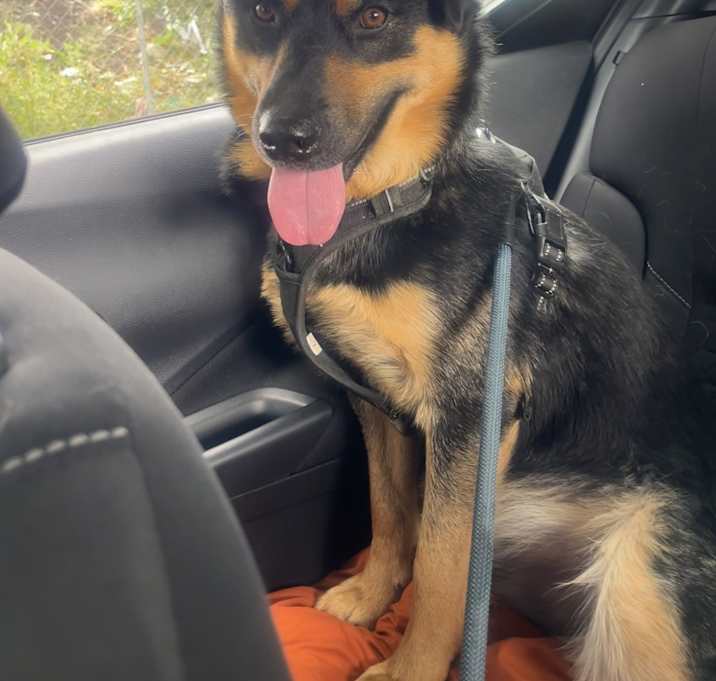 Photo of Bruno