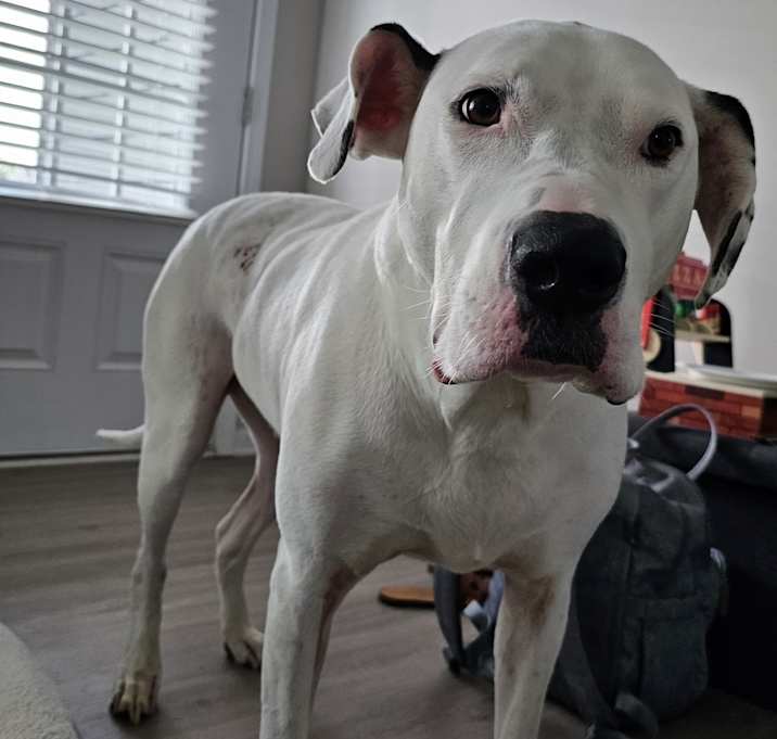 Photo of Loki