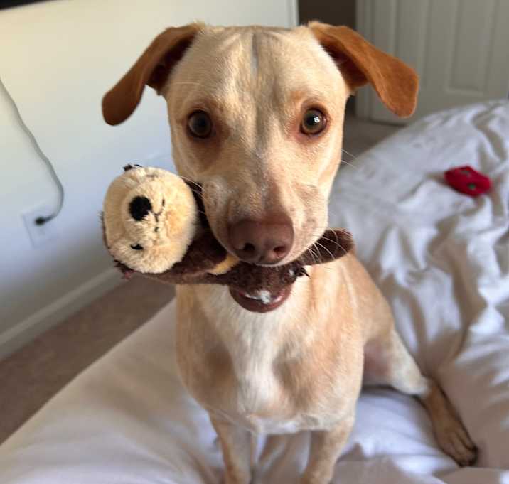Photo of Arlo