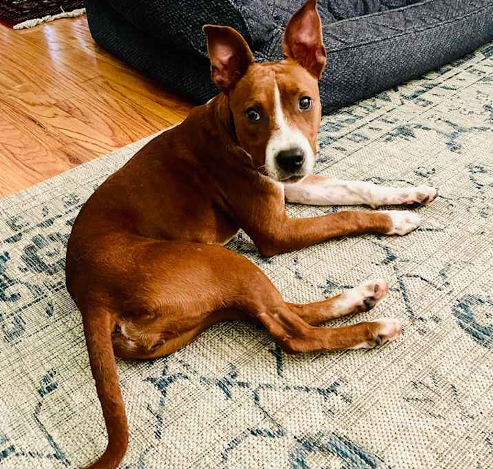 Photo of Piper