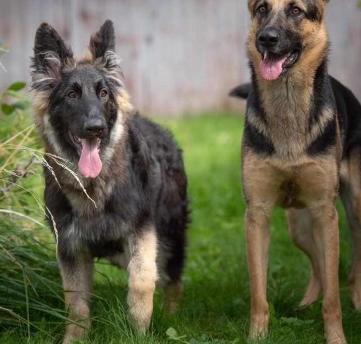 Photo of Shadow