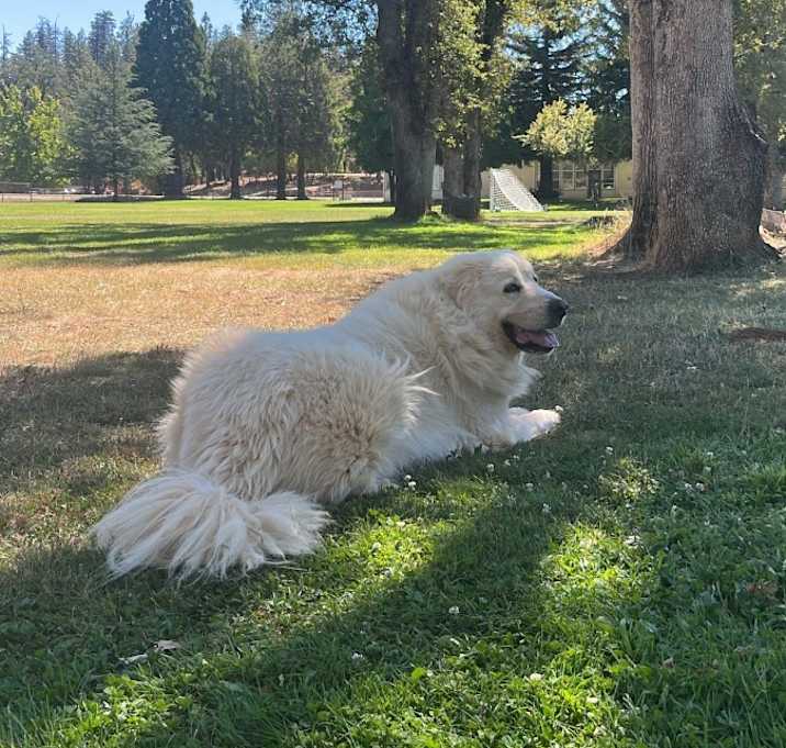 Photo of Forrest