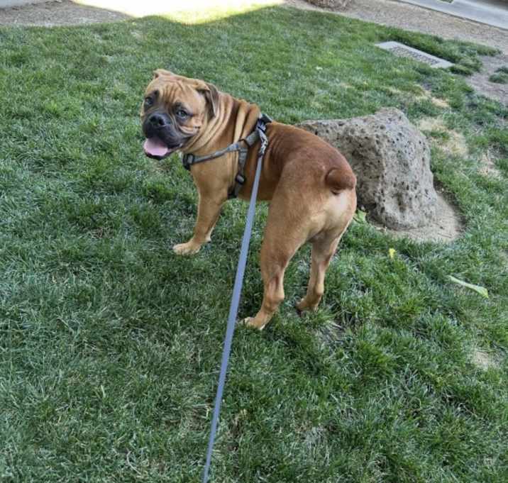 Photo of Rambo
