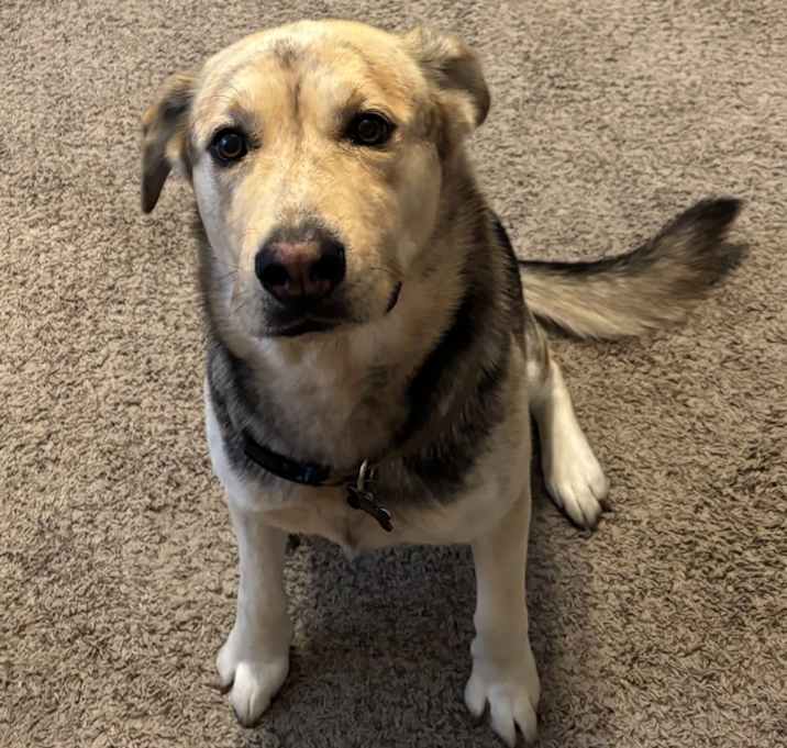 Photo of Rocco