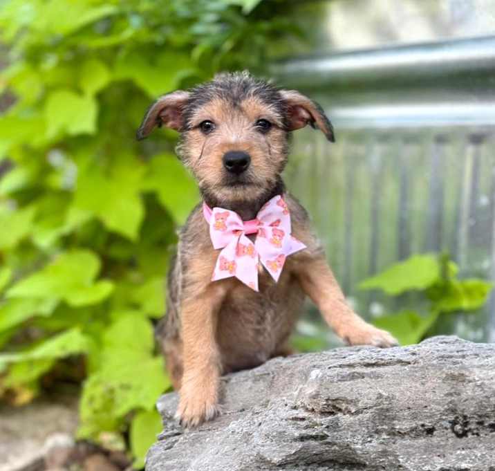 Photo of Tinker