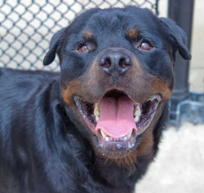 Photo of Champ